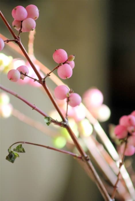 Sinforinas en tono rosa para ramo de novia de invierno